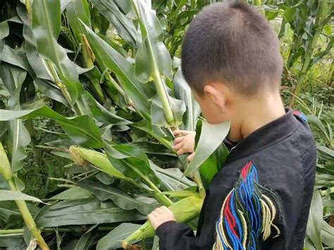 把亲手摘下的玉米带回家与家人分享 学生在地里收获了课本外的知识_杭州网
