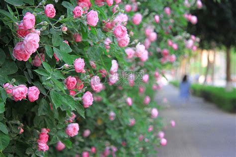盛开的蔷薇花高清图片下载-正版图片500389552-摄图网