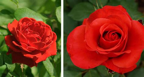 【月季】【图】月季和玫瑰的区别 三个方法可简单分辨_伊秀花草|yxlady.com