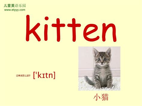 单词kitten