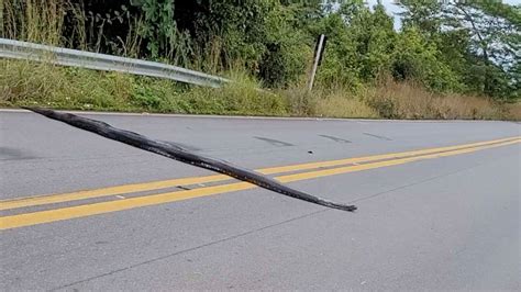 巴西一条5米多长蟒蛇横穿公路 司机纷纷停车避让