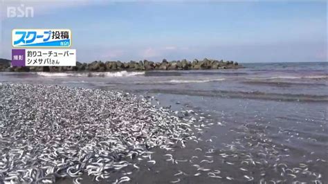 日本一沙滩惊现大量沙丁鱼，当地人：80年来从未见过