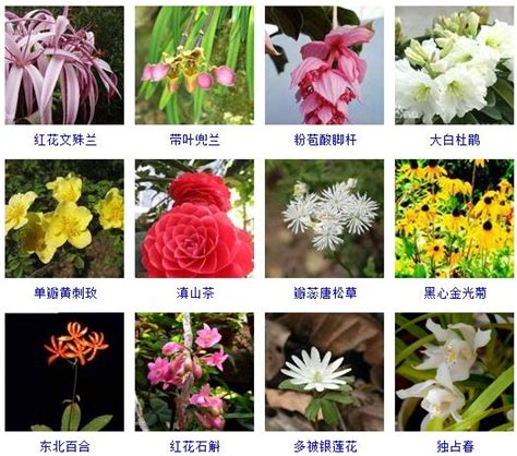 100种鲜花的花语和关于鲜花的小知识，快收藏吧！ |鲜花|花语|知识_新浪新闻