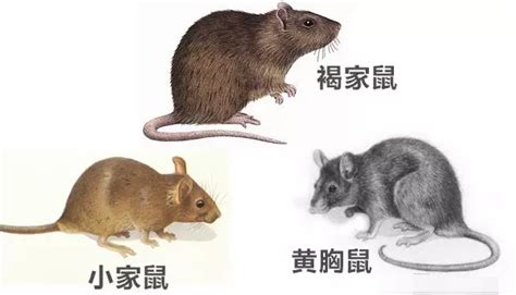 【暑期】米老鼠的形象是怎样进化的？