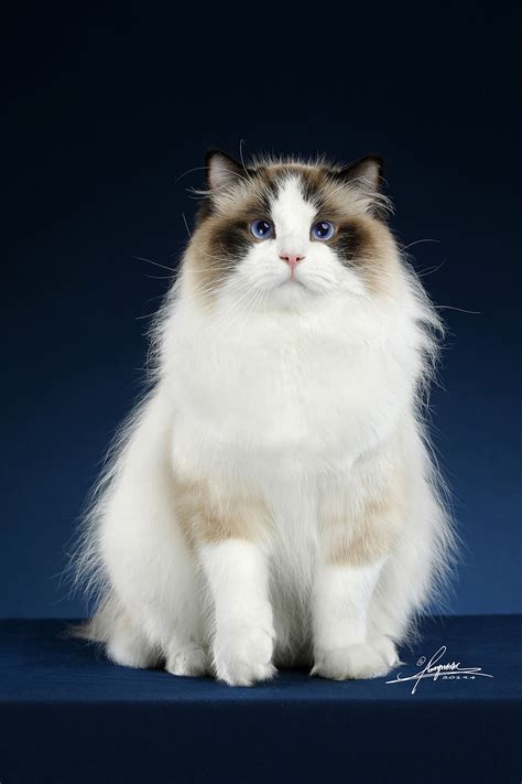 一只纯种的布偶猫要多少钱?如何选正规猫舍?_法库传媒网