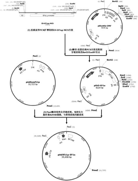 腺病毒载体系统及重组腺病毒构建方法与流程_2