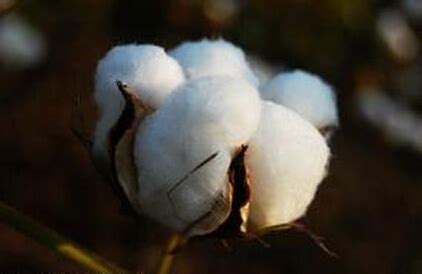棉花期货简介，影响棉花期货价格的因素？ - 金鹏期货