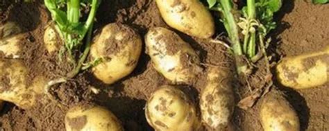 土豆和马铃薯的区别 - 农敢网