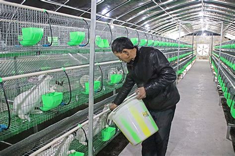 乡村振兴·彭水在行动 | 村干部鲁云华：带头养殖肉兔壮大集体经济-乡镇-彭水网