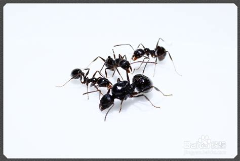 草地铺道蚁是什么蚂蚁 属于一种常见的小型蚂蚁_探秘志