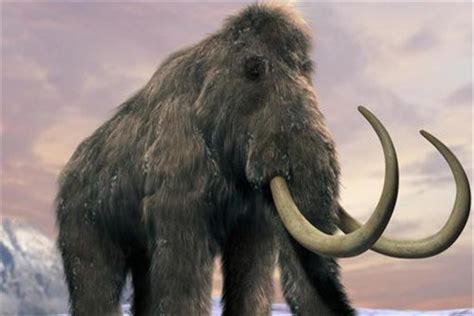 世界上最大的猛犸象是什么 猛犸象什么时候灭绝的_探秘志
