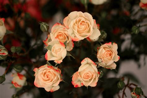 漂亮的粉色玫瑰花图片免费下载_红动中国