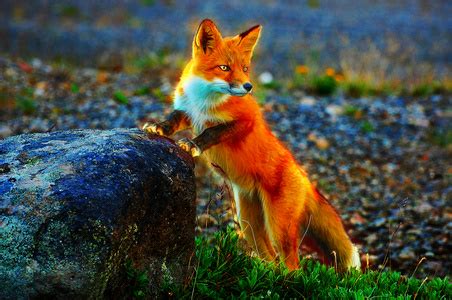红狐狸坐在野外的岩石上坐着自然野生动物高清图片下载-正版图片307531308-摄图网