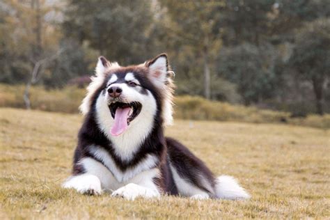 纯种阿拉斯加幼犬熊版阿拉斯加雪橇犬灰桃桃红活体宠物犬黑白阿拉-阿里巴巴