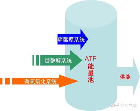 ATP是生命活动的主要直接能源物质。下列叙述正确的是（）A．同一细胞内合成的ATP，其利用途径可能不同B．ATP与ADP的相互转化，是一个可逆 ...