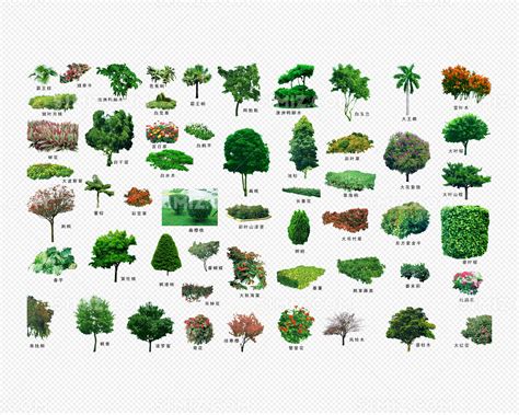 园林景观植物图片素材免费下载 - 觅知网