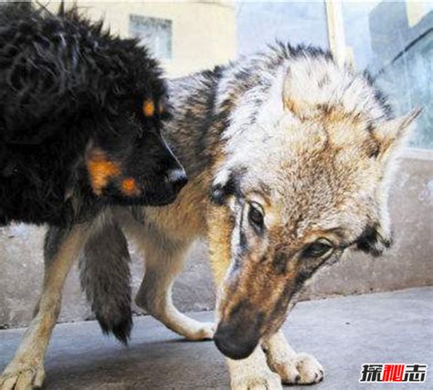 捷克狼犬在中国禁养吗-百度经验