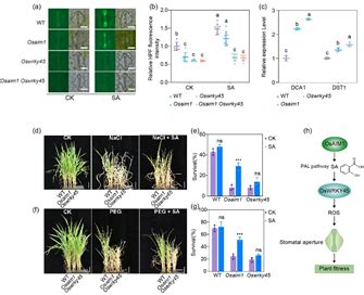 Science、Mol Plant、JIPB多篇论文解析植物中水杨酸的完整生物合成途径！ - 知乎