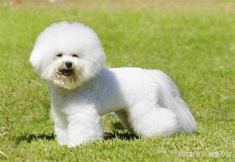 白色可爱的狗狗品种有哪些？十大比较可爱的狗狗品种！|狗狗|白色|比熊犬_新浪新闻