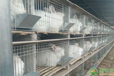 安徽滁州伊拉兔养兔子基地多年养殖-黄页88网