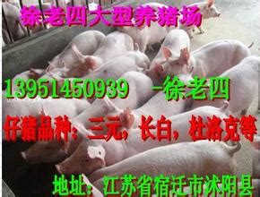 滁州苗猪价格今日猪价_崽猪价格_江苏徐老四大型种猪场