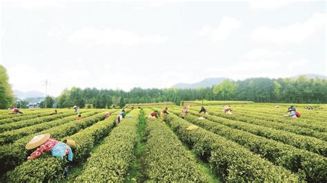 松桃:“一片茶叶”撑起富民强县“大产业”-贵阳网