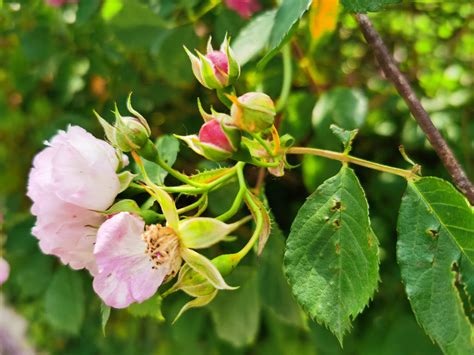 蔷薇盛开时 是初夏遇见的最美浪漫-台州频道