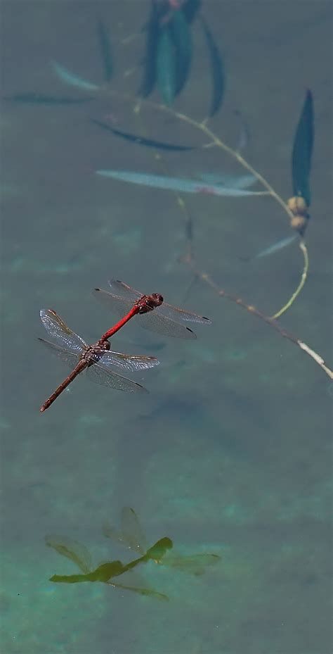 【蜻蜓点水瞬间抓拍摄影图片】生态摄影_一路顺风889_太平洋电脑网摄影部落