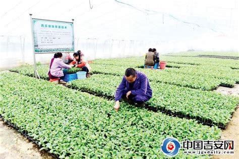 中国龙江森林工业集团有限公司_通北：集约化经营助力农业“节本增效”