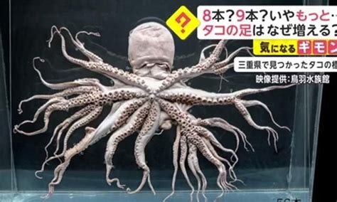 日本沿海出现“变异章鱼”?福岛核辐射威力仍在,会影响我们吗?|核辐射|变异|章鱼_新浪新闻