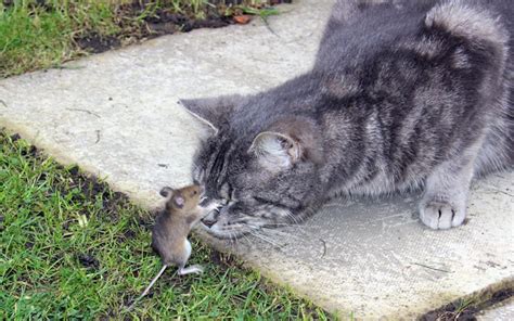 猫和老鼠的老鼠叫什么名字(猫和老鼠的老鼠叫什么名字啊)-海诗网