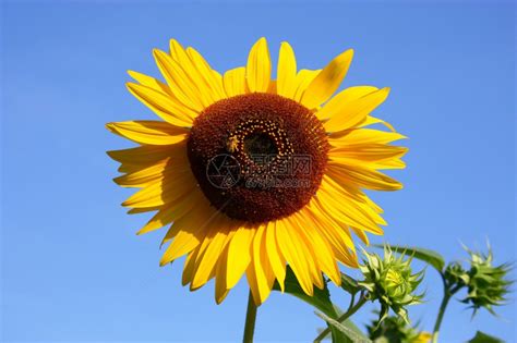 向阳而开的向日葵高清图片下载-正版图片307651175-摄图网