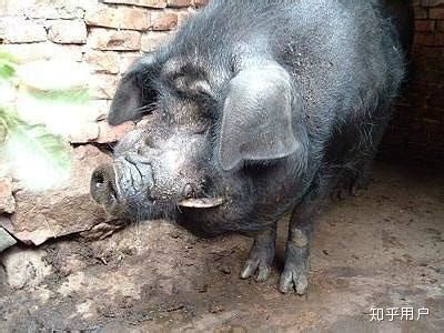 野猪泛滥成灾的地方，食人猪把人类的房屋都拉跨。《野猪》_腾讯视频
