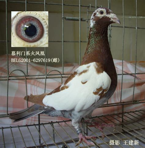 鸽子-中国信鸽信息网相册