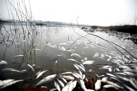 河边死鱼，水污染照片摄影图片_ID:134575853-Veer图库