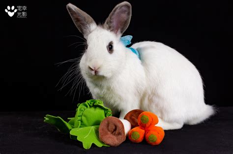 可爱的小兔子图片高清-动物美图-屈阿零可爱屋