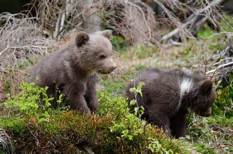 年轻的棕熊在森林里棕熊的肖像在自然栖息地的动物没有妈高清图片下载-正版图片507412754-摄图网