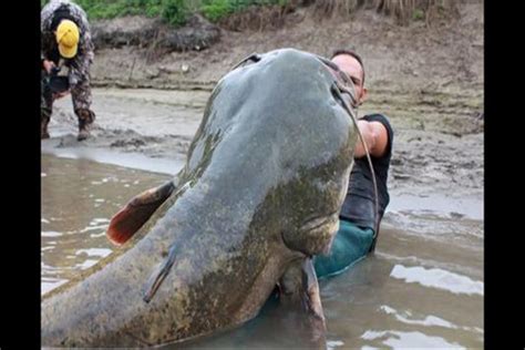 世界上最大的鲶鱼是什么 生长在东南亚地带的巨型鲶鱼_小狼观天下