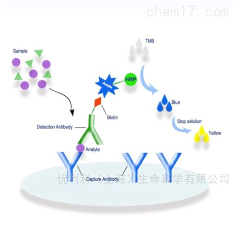 人细胞角蛋白18(CK-18)elisa试剂盒96T/48T-优利科（上海）生命科学有限公司