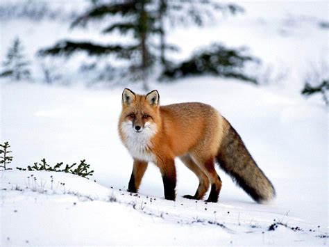 赤狐 - 狐狸百科