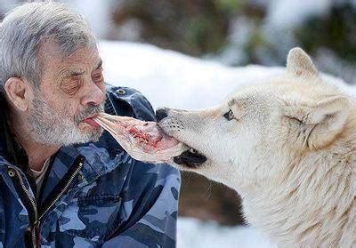 83岁老人和狼群共处40年，嘴对嘴给狼喂生肉，成为狼群首领 - 360娱乐，你开心就好