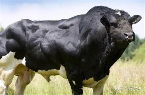 世界十大有名的肉牛品种介绍 - 知乎
