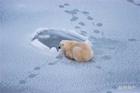 冰上的北极熊图片素材_免费下载_jpg图片格式_VRF高清图片500421147_摄图网