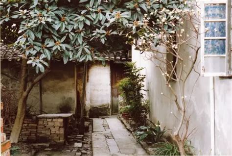 【名篇品味】庭有枇杷树 - 名篇品味 - 中国古代散文网