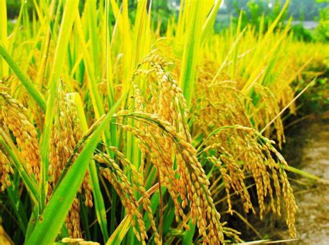 高于国际公认！中国高产杂交水稻在数十个国家推广种植(含视频)_手机新浪网