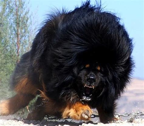 公园偶遇大型的高加索犬 这至少也150斤吧-宠物王