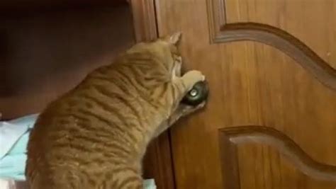 猫猫探头，时刻监测门外动态|猫_新浪新闻
