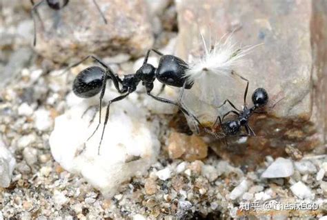 蚂蚁都吃什么东西？为了食物它们甚至饲养和培育其他生物！_油脂