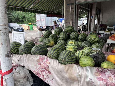 各地早熟西瓜陆续上市，价格涨跌不一 | 国际果蔬报道