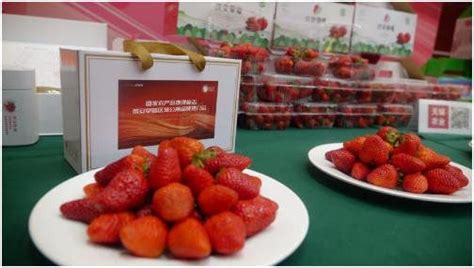 2023中国草莓品牌大会暨中国草莓展首日完美举办！-展会新闻